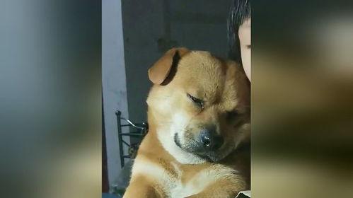 困困狗,揭秘狗狗的睡眠世界